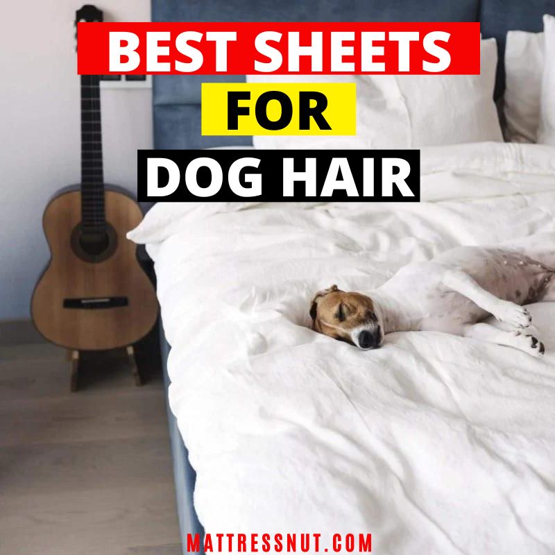 Best sheets for dog hair