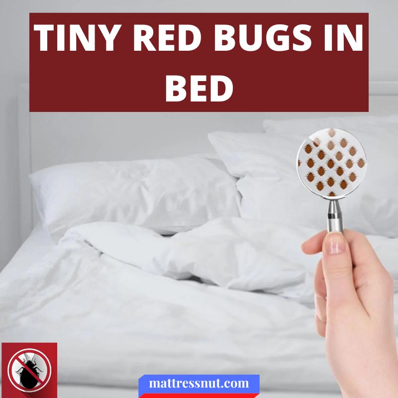 Tiny red bugs in bed