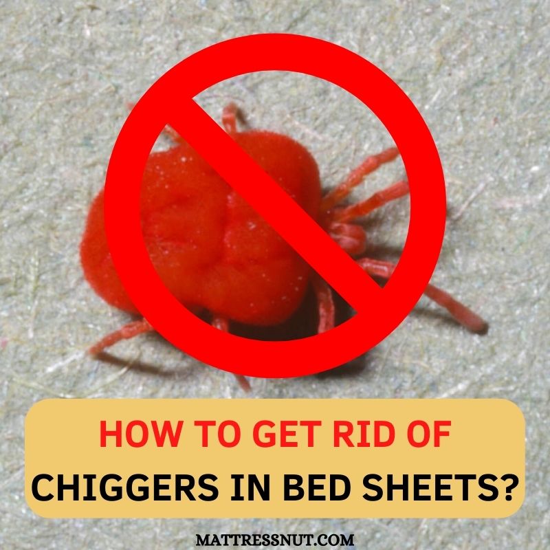 how to get rid of Chiggers in bed Sheets