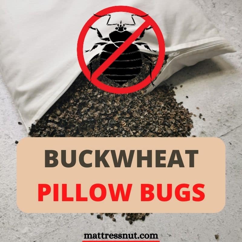 Buckwheat pillow bugs, our howto guide in case of infestation