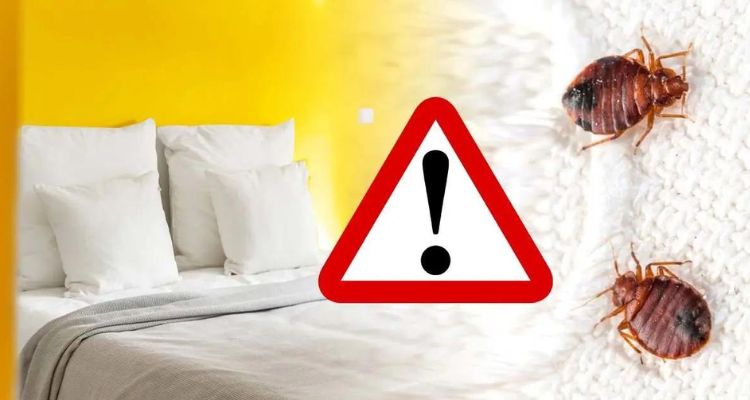 How to Sue a Hotel for Bed Bug Infestation