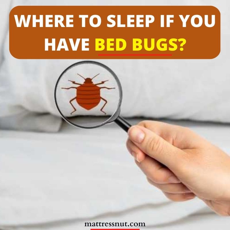 Where to sleep if you have bed bugs