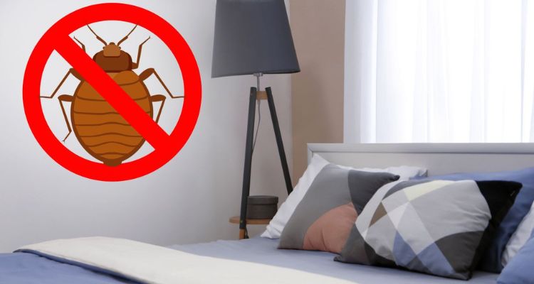 How to Sleep Knowing You Have Bed Bugs