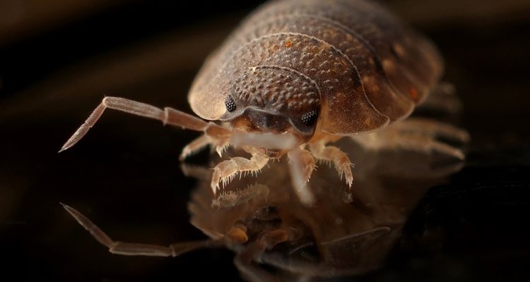 Tips for Finding Bed Bugs During the Day