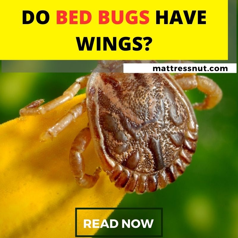 Do Bed Bugs Have Wings