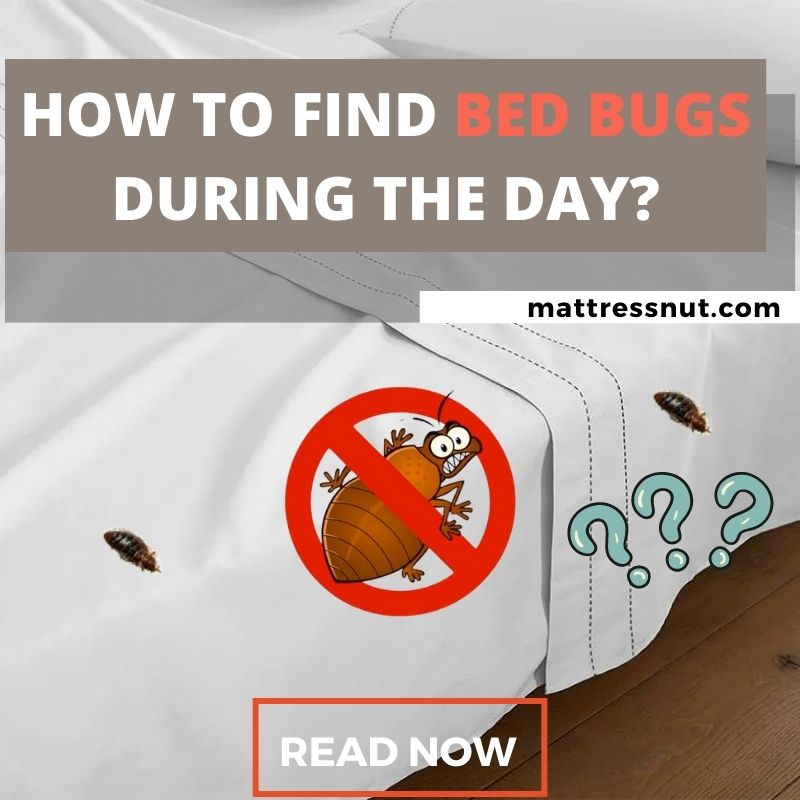 How To Find Bed Bugs During The Day: Our Detection Techniques