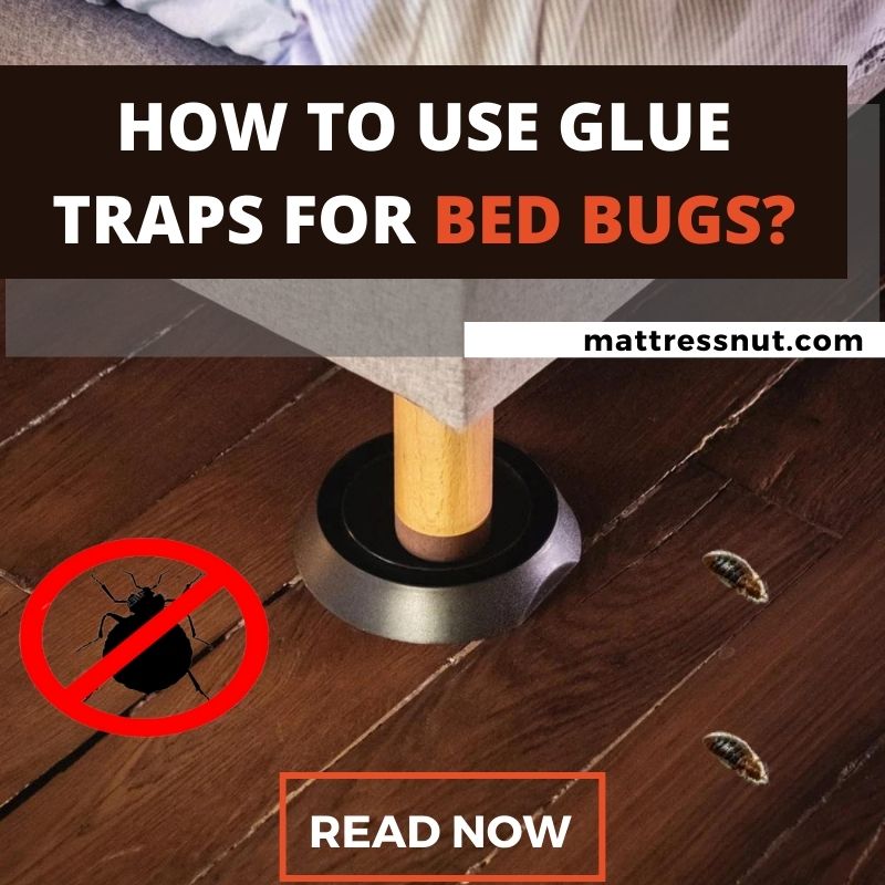 How To Use Glue Traps For Bed Bugs