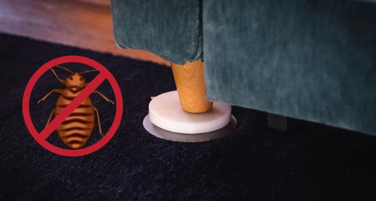 How to set up bed bug glue trap