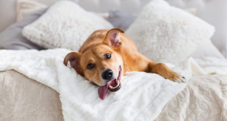 why do dogs lick the bed sheets