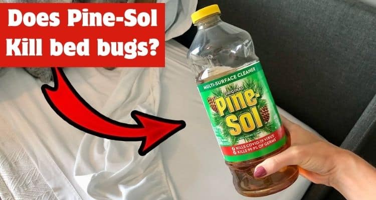 Can Pine-Sol Eliminate Bed Bugs Effectively