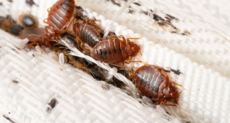 Explanation of the life cycle and habits of bed bugs
