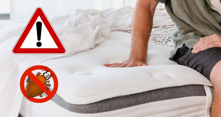 Understanding Bed Bugs